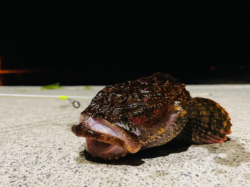 カジカの釣果