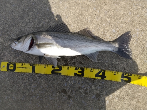 シーバスの釣果