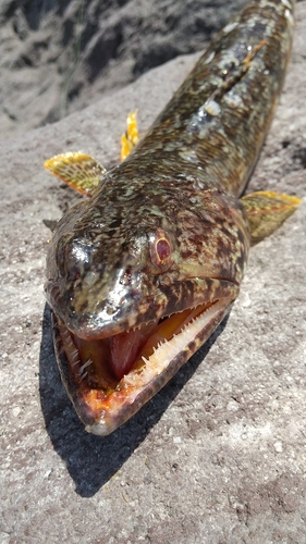 エソの釣果