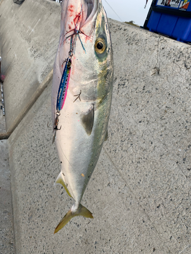 メジロの釣果