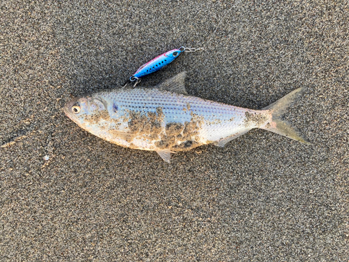 コノシロの釣果