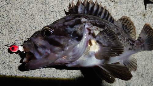 クロソイの釣果