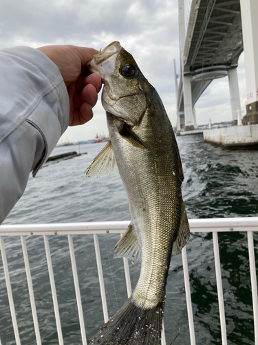 フッコ（マルスズキ）の釣果