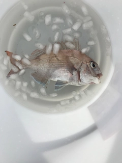 タイの釣果