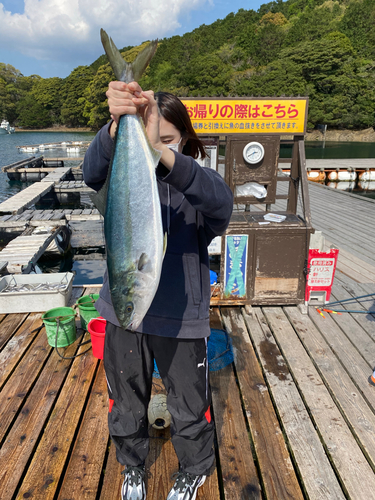 ヤズの釣果