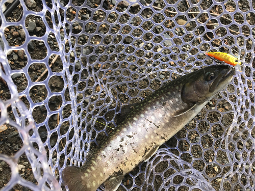 イワナの釣果