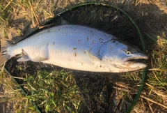 サクラマスの釣果