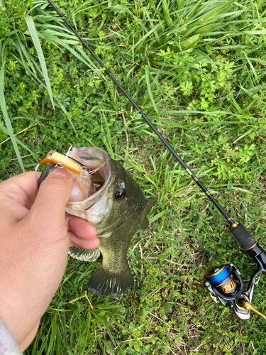 ブラックバスの釣果