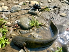 ニホンナマズの釣果