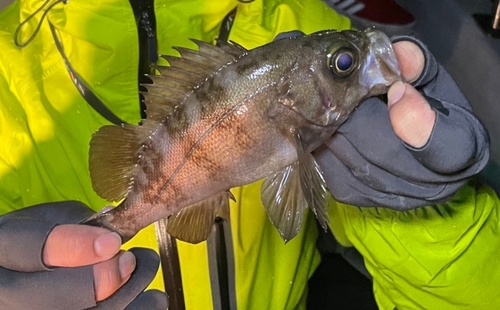 メバルの釣果