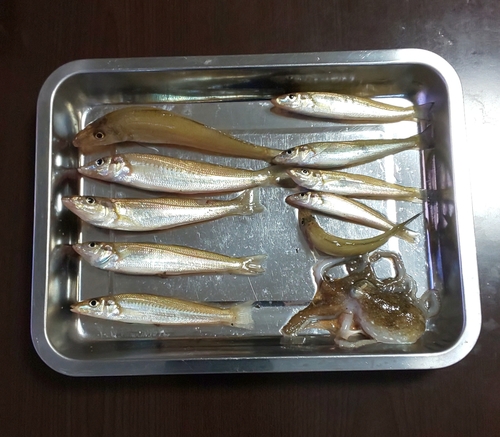 シロギスの釣果