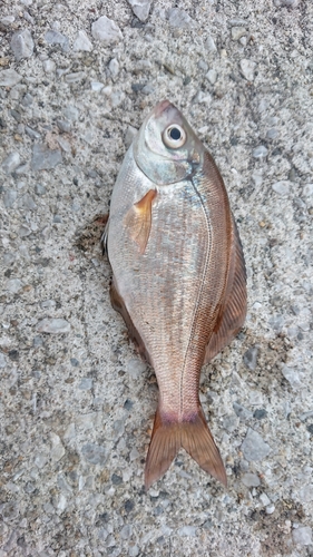 ウミタナゴの釣果