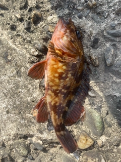 タケノコメバルの釣果