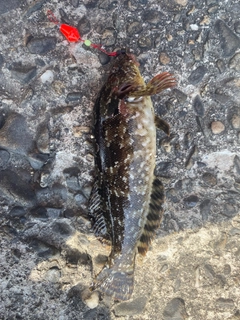 アイナメの釣果