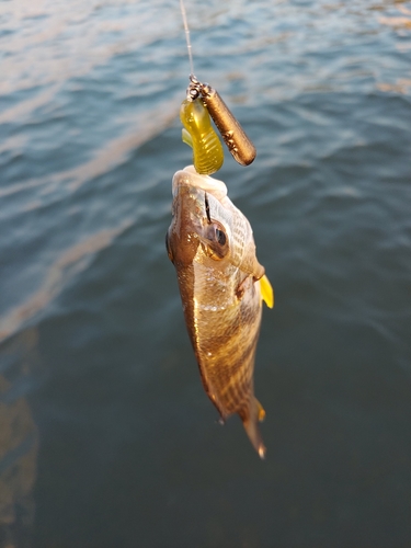 キビレの釣果