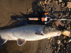 ニゴイの釣果