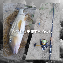 ニゴイの釣果