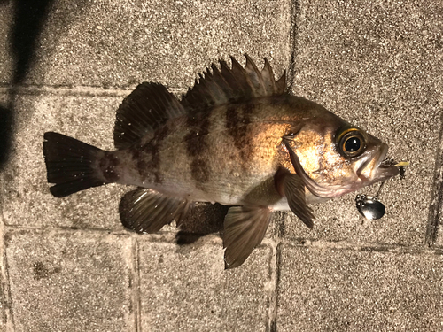 メバルの釣果