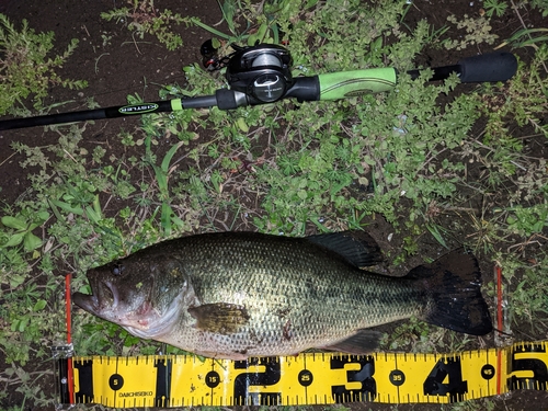 ブラックバスの釣果