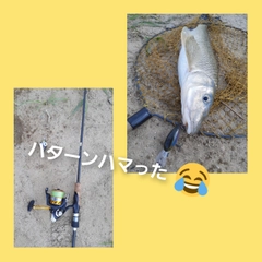 ニゴイの釣果