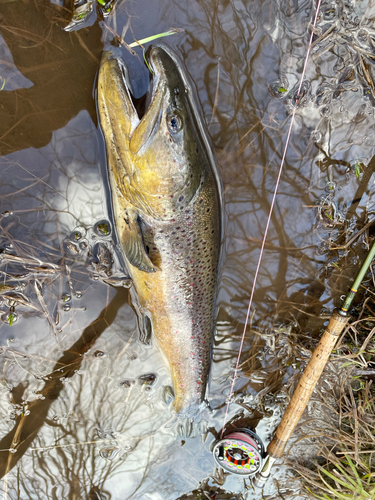 ブラウントラウトの釣果