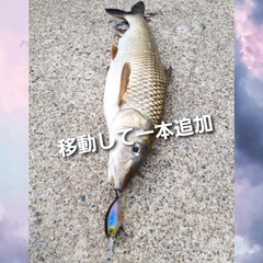 ニゴイの釣果