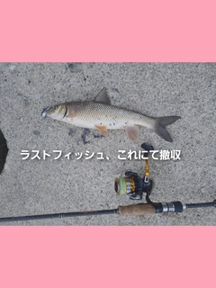 ニゴイの釣果