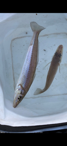 シロギスの釣果