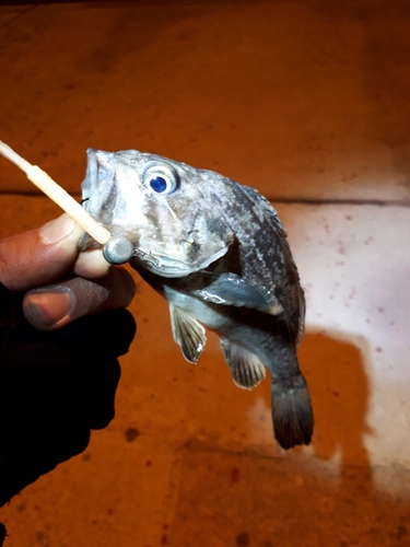 ソイの釣果