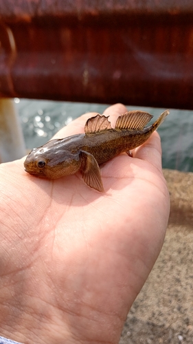 ハゼの釣果