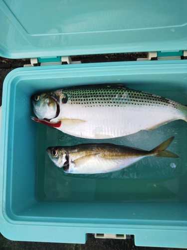 コノシロの釣果