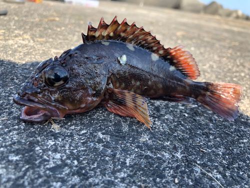 カサゴの釣果