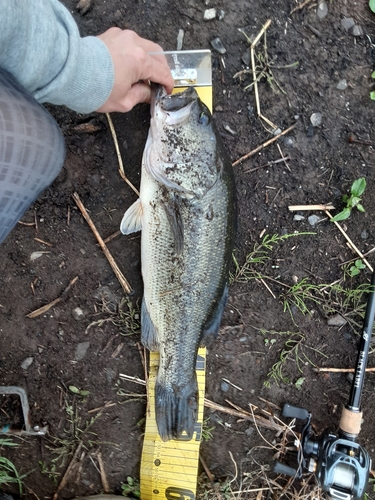 ラージマウスバスの釣果