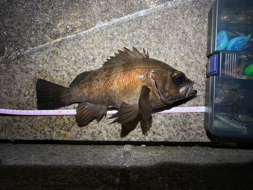 クロメバルの釣果