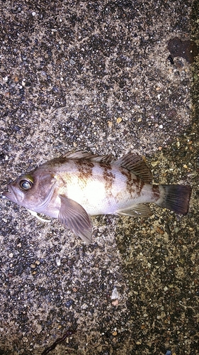 メバルの釣果