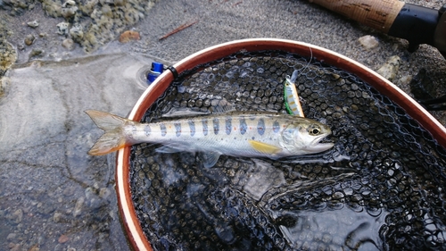 アマゴの釣果