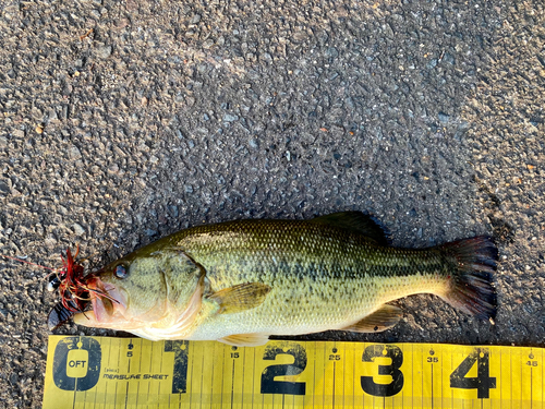 ブラックバスの釣果