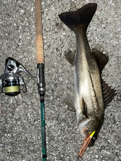 シーバスの釣果