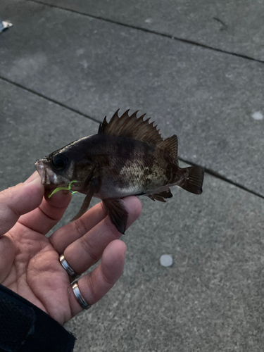 メバルの釣果