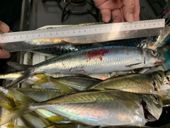 イワシの釣果