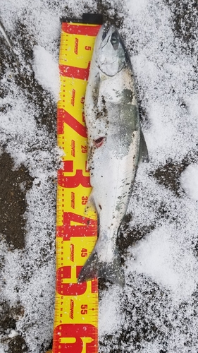 サクラマスの釣果