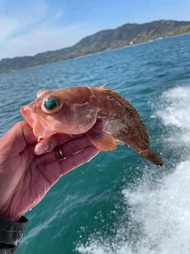 アコウの釣果