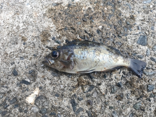 クロメバルの釣果