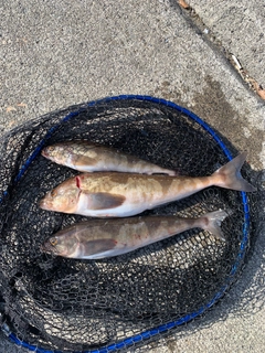 ホッケの釣果