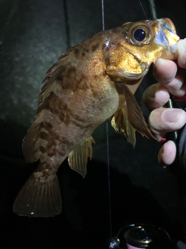 メバルの釣果