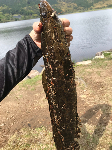 ライギョの釣果