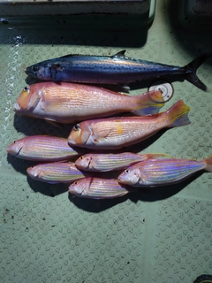 アマダイの釣果