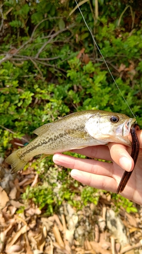 ブラックバスの釣果