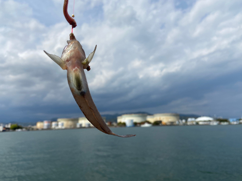 アカハゼの釣果