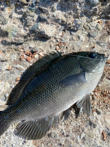 メジナの釣果